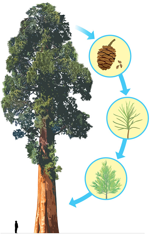 sequoia